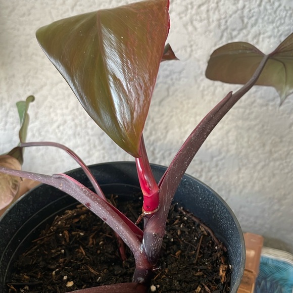 Philodendron Pink Princess Plant - Picture 7 of 9